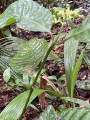 Palicourea acuminata