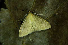 Udea accolalis