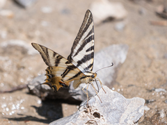 Iphiclides