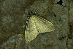 Udea accolalis