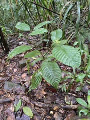 Palicourea acuminata