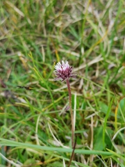 Erigeron borealis