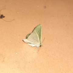 Phaiogramma faustinata