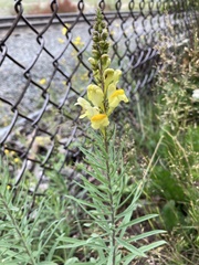 Linaria vulgaris