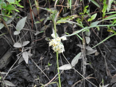 Nuntianus cubanus