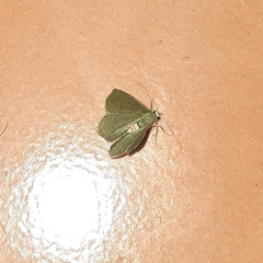 Phaiogramma faustinata