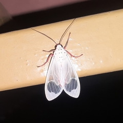 Amerila eugenia
