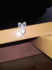 Amerila eugenia