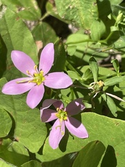 Sabatia campestris