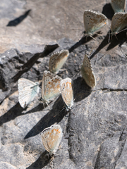 Polyommatus dorylas