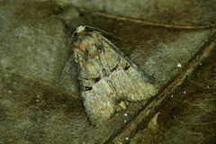 Mesoligia literosa