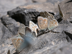 Polyommatus dorylas