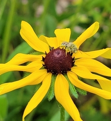 Melissodes agilis