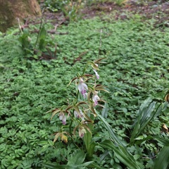 Calanthe arcuata