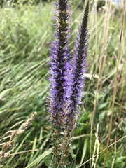 Veronica orchidea