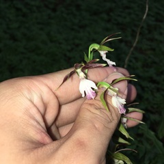Calanthe arcuata