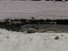 Cubophis caymanus