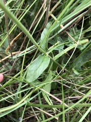 Veronica orchidea