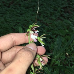Calanthe arcuata