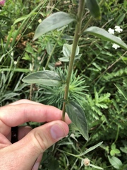 Veronica orchidea