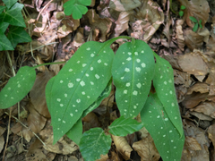 Pulmonaria saccharata