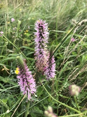 Veronica orchidea