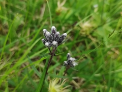 Saussurea alpina