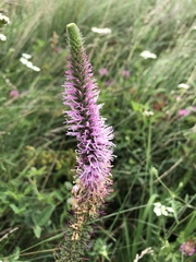 Veronica orchidea