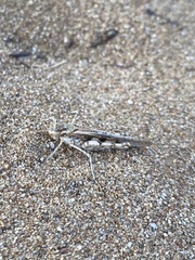 Acrotylus insubricus