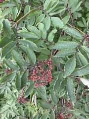 Sambucus racemosa