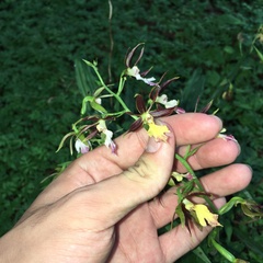 Calanthe arcuata