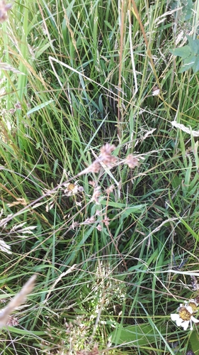 Image of Juncus occidentalis by (c) Cynthia Brossard, some rights reserved (CC BY)