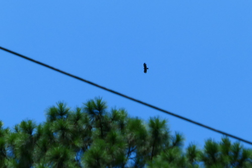 Ictinaetus malaiensis