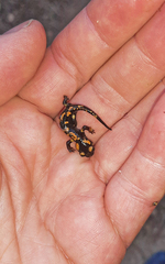 Salamandra corsica