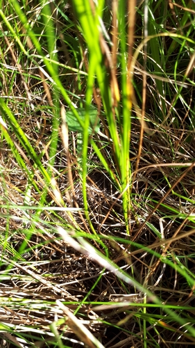 Image of Juncus occidentalis by (c) Cynthia Brossard, some rights reserved (CC BY)