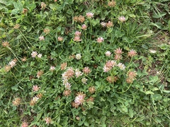 Trifolium thalii