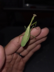 Parastagmatoptera unipunctata