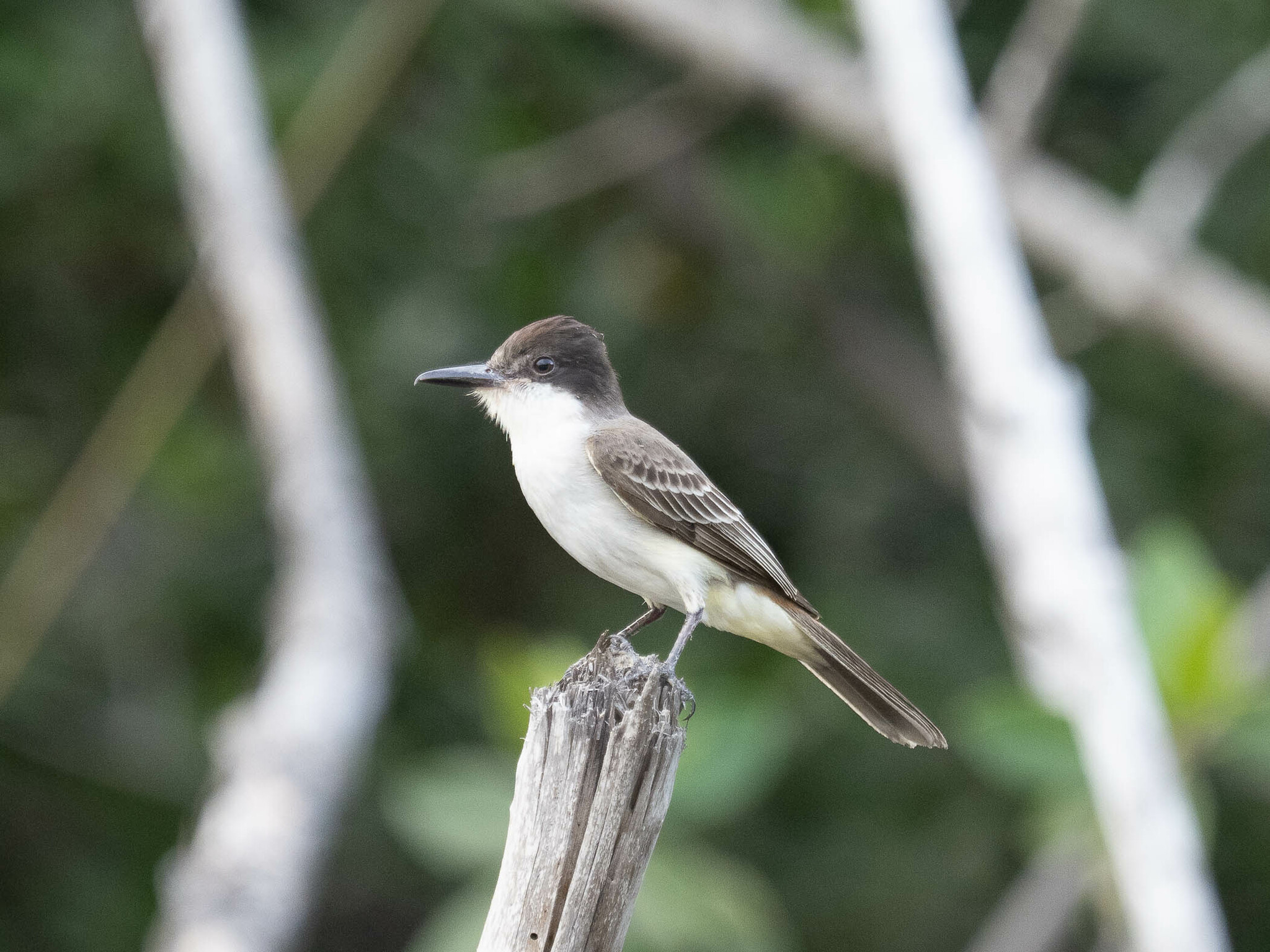 Loggerhead Kingbird illustration