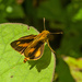 Trailside Skipper - Photo (c) djhiker, some rights reserved (CC BY-NC)