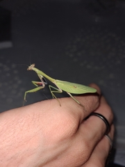 Parastagmatoptera unipunctata