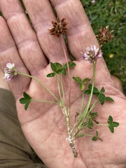 Trifolium thalii