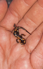Salamandra corsica