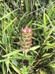 Prunella × intermedia