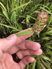 Prunella × intermedia