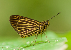 Callimormus radiola radiola