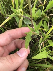 Prunella × intermedia