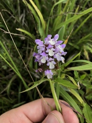 Prunella × intermedia