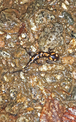 Salamandra corsica