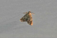 Epipaschia superatalis