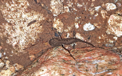 Salamandra corsica